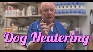 Should You Neuter Your Dog - Ask the Expert | Dr David Randall