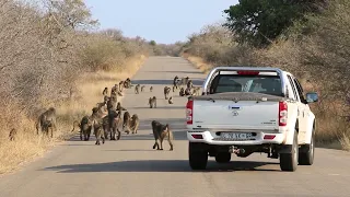 Biggest Baboon Roadblock in Kruger National Park