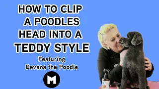 How to clip your poodles head into a teddy style using snap on combs.