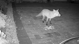 Hungry bushy tail fox.