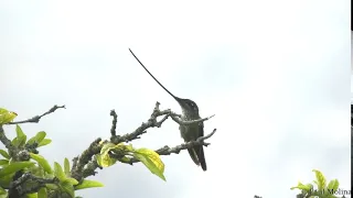 Sword-billed Hummingbird - Ensifera ensifera, Colibri picoespada