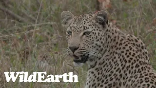 WildEarth - Sunrise Safari -  11 October 2023