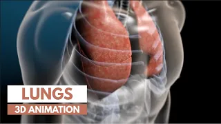 How our lungs work | 3D tour of the lungs