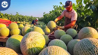 Harvesting Millions Of Tons Of Melons From WORLDS Largest Melon Plantation