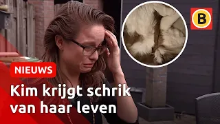 ‘Ze hebben onze kat vermoord... opgehangen’ | Omroep Brabant