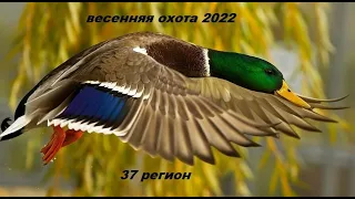 Весенняя охота с подсадной 2022. весенняя охота на селезня с подсадной