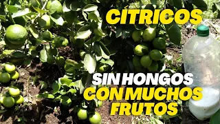 Foliar y Fungicida Aplica este compuesto a tus limoneros o cítricos