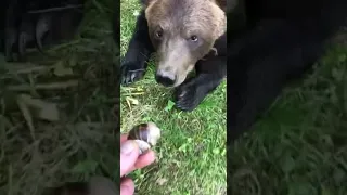 лайфхак как отпугнуть медведя