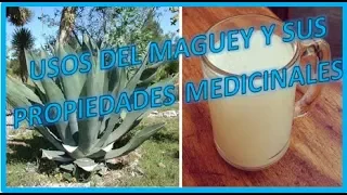 Usos del maguey y sus propiedades medicinales