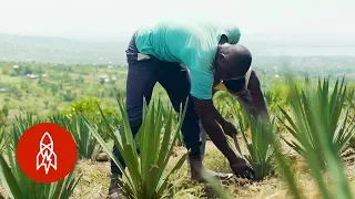 The Surprising Plant Helping Kenyan Farmers Prosper