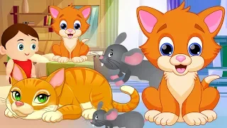 Billi Mausi Billi Mausi Kaho Kahan Se Aayi Ho - Hindi Rhymes | बिल्ली मौसी | Nursery Rhymes for Kids