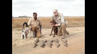 Upland Bird Hunting - SA