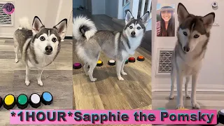 *1 HOUR* Sapphie the Pomsky Best TikTok Compilation 2024 | New @sapphie_the_pomsky TikTok Videos