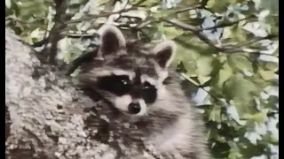 Disney's "Ringo, The Refugee Raccoon" Season 20 Ep 17