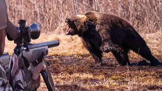 Terrible hunting and dangerous confrontation with bears: hunting without limits