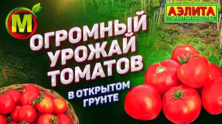 ПОКАЗЫВАЕМ! Урожайные Сорта Томатов для Открытого Грунта