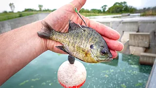 Spillway Fishing LIVE BLUEGILLS Under GIANT BOBBERS!!! (Unexpected Catch)