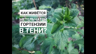 Как живется метельчатой гортензии в тени