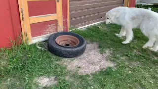 Livestock Guardian Dog Alerts To A Snake