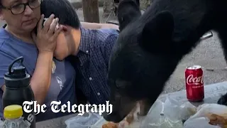 Black bear devours picnic as family freeze to keep themselves safe