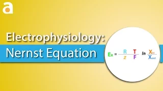 Electrophysiology: Nernst Equation