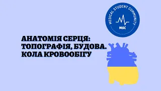 АНАТОМІЯ СЕРЦЯ: топографія, будова. Кола кровообігу