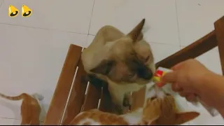 Siamese Cat doesn't share his favourite treat with anyone😂(siyam kedisi mamasını kimseyle paylaşmaz)