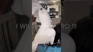 Crazy cockatoo has meltdown. Buster will be heard!! RANT