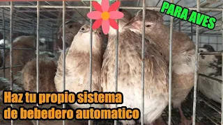 COMO HACER UN BEBEDERO AUTOMATICO PARA CODORNICES, GALLINAS PONEDORAS Y GALLOS | FACIL | RAPIDO