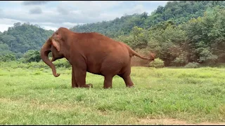 Elephant Try To Call Her Young Bull Back To The Herd - ElephantNews