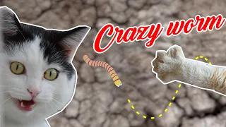 Crazy Worm for Cats