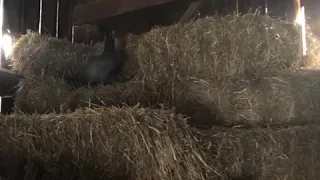 Chicken clucking at me while trying to hide in my straw bales