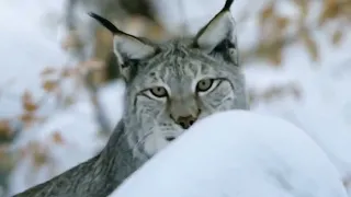 Арктика Сибирь  Тундра  особенности выживания животных Arctic Tundra Greenland , animal survival