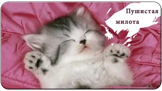 котята милые и пушистые / cute kittens