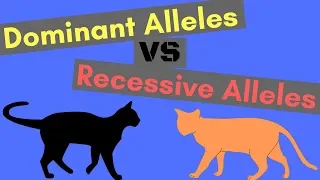 Dominant Alleles vs Recessive Alleles | Understanding Inheritance