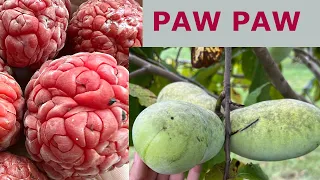 England's Orchard | Paw Paw, Che Fruit, Jujube Nursery Farm Tour