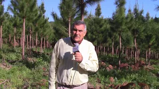 Plantación de Pinus con densidad adecuada.