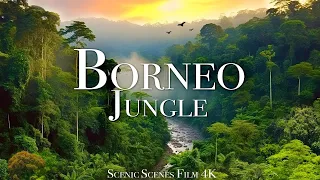 Borneo Jungle Amazing Tropical Rainforest In Asia | Scenic Relaxation Film