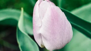 28 minutes of amazing flowers 💐