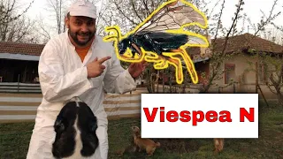 Plum seed wasp - Cure ( Hoplocampa minuta)