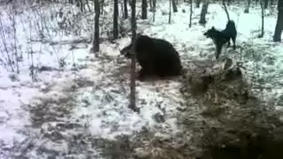 Огромный раненый кабан-супер видео!!