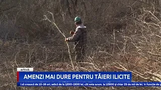 AMENZI MAI DURE PENTRU TĂIERI ILICITE