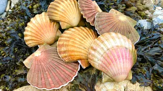 Coastal Foraging Diving - Scallops, Lobsters, Crabs and Wrasse with Beach Cook up | The Fish Locker