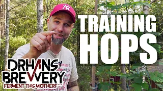 Training hops  - Hop Growing 101 Part 4