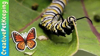 How to raise a caterpillar into a butterfly 🦋 SAVE THE MONARCHS