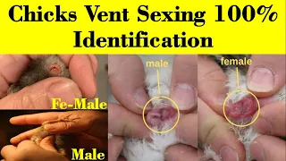 How to Identify Male and Female Chicks | Vent Sexing in chicks | chicks sexing | hen | Baby Chicks