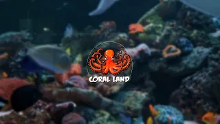 Coral Land. Promo Trailer