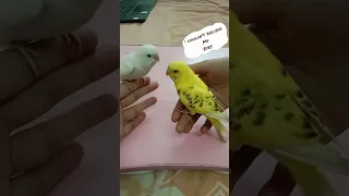 I Surprised My Budgie But......