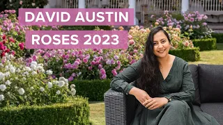 6 New 2023 Gorgeous David Austin Roses You Need In Your Garden