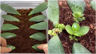 Jade Plant Propagation in Water and Coco Peat